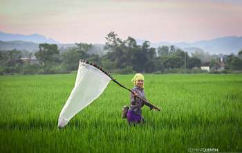 working in the rice fields